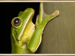 FRAMED FROG