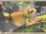 FRAMED FROG