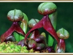 CARNIVOROUS PLANT