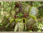 CARNIVOROUS PLANT