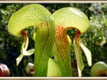 CARNIVOROUS PLANT