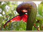 CARNIVOROUS PLANT