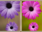 FLOWER COLLAGE