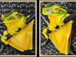 FROG COLLAGE
