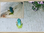 FROG COLLAGE