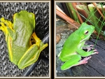FROG COLLAGE