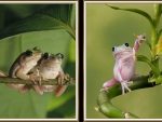 FROG COLLAGE