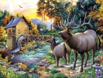 Elk by theWater Mill