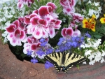 swallowtail