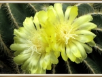 CACTUS FLOWERS