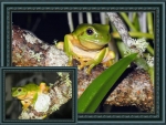 FROG COLLAGE