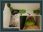FROG COLLAGE
