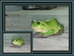 FROG COLLAGE