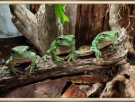 FRAMED FROGS