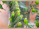FLOCK OF BUDGIES