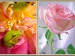 FROG AND FLOWER COLLAGE