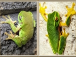 FROG COLLAGE
