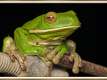 FRAMED FROG