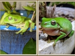 FROG COLLAGE