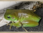 FRAMED FROG