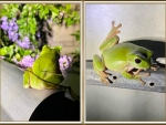 FROG COLLAGE