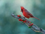 Red Cardinal