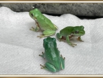 FRAMED FROGS