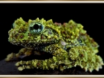 MOSSY FROG