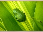 FRAMED FROG