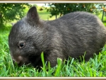 CUTE WOMBAT