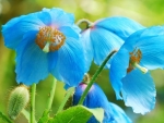 Blue Himalyan poppy