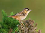 Sedge Warbler
