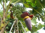 Banana Flower
