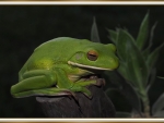 FRAMED FROG