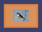 Barn Swallow on Branch