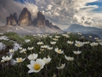 Anemones in Alps, Italy
