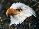 bald eagle