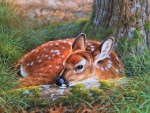 young deer