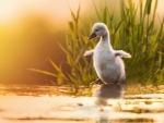 Sweet little Swan