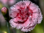 Pink carnation