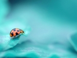 LadyBug Teal