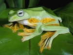 Green Tree Frog