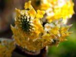 Mitsumata Edgeworthia Crysanthia