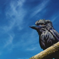 The Extremely Rare Black Kookaburra