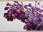 PRETTY LILACS