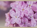 LOVELY LILACS