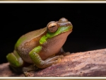 FRAMED FROG