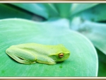 FRAMED FROG