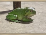 FRAMED FROG