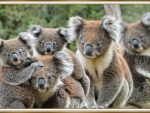 CUTE KOALA'S
